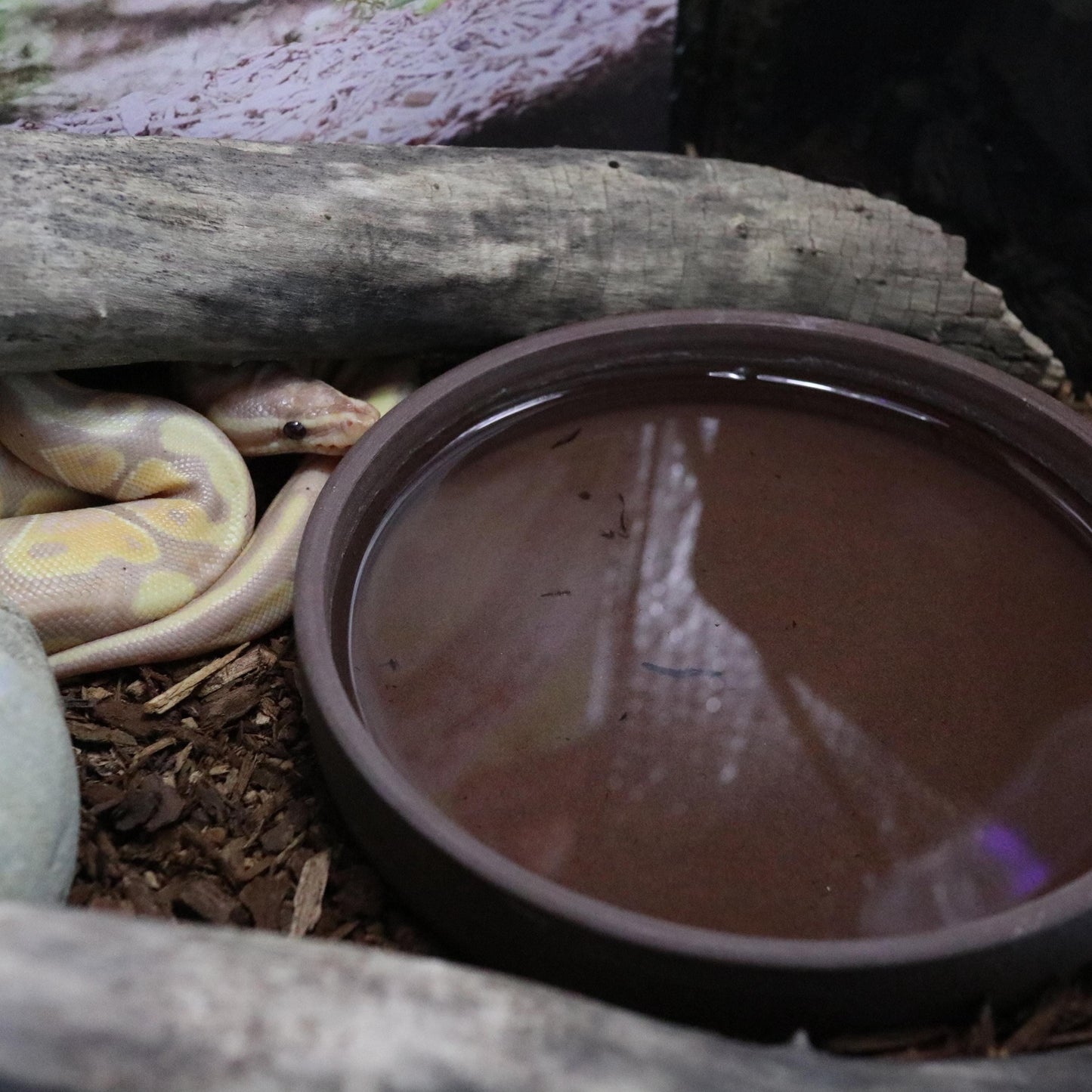Handmade pottery food and water dish for snake, reptile, small pets. Water dish for snake terrarium. Food dish for small pets. Salad dish.