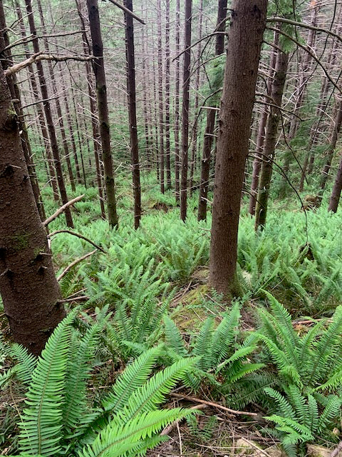 A picture of lush green ferns and tree trunks in the pacific northwest woods